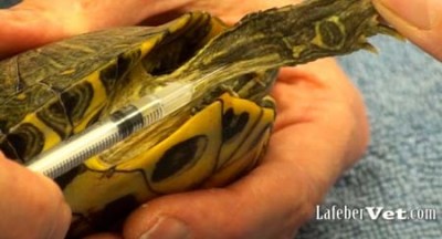 Intramuscular injections are made into the forelimbs in chelonians.