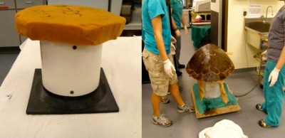  Makeshift restraint devices, called “Turtle Tamers” (left) at the Georgia Sea Turtle Center, are used to aid in weighing and examining sea turtles (right).