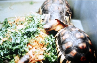 Turtles eating