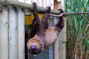The two-toed sloth is a member of order Xenarthra, formerly Edentata.