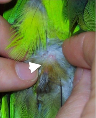 La glande uropygienne des perroquets (flèche) est bien plus petite avec une touffe de plumes proéminentes à la base