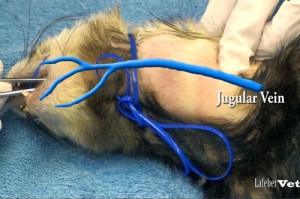 Identifique y evite la vena yugular externa