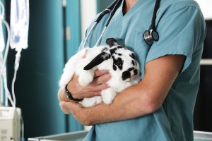 The clinical approach to a prey species, like the rabbit, must differ from for a cat or dog.
