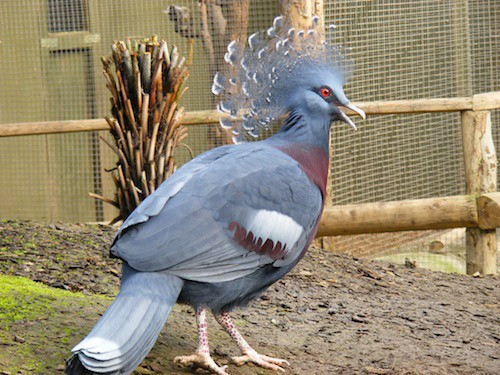 victoria-crowned-pigeon-by-marie-hale.jpg