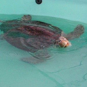 ctivity level and behavior usually improve dramatically when the turtle is placed in the water