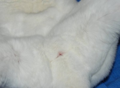 The vulva appears as a slit-shaped structure in rabbit