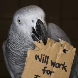 What Parrots Want?!? The Importance and Use of Foraging and Environmental Enrichment for Birds