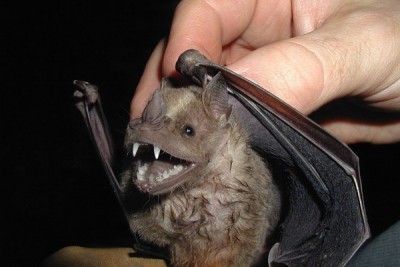 Fruit bat