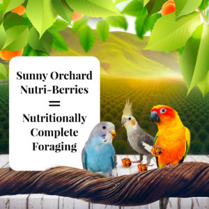 82840-cockatiel-sunny-orchard-10oz-bag-nutrionally-complete-lifestyle-image