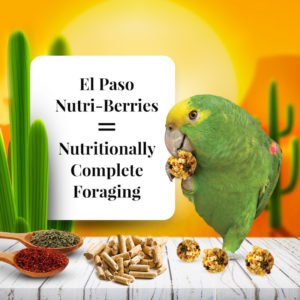 El Paso NutriBerries Foraging