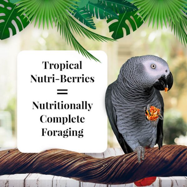 Tropical NutriBerries Parrot Lifestyle