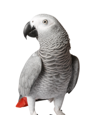 parrot-2