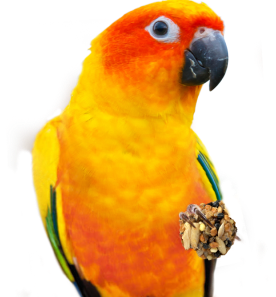 parrot-1