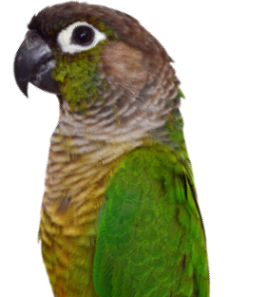 parrot-2