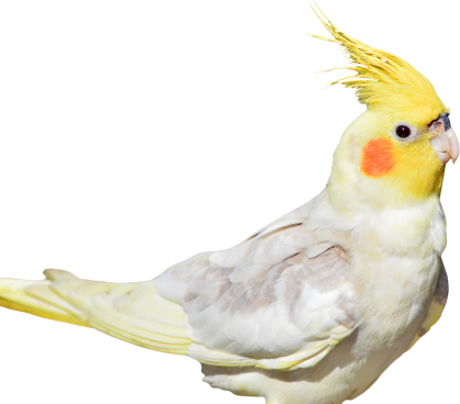 parrot-1