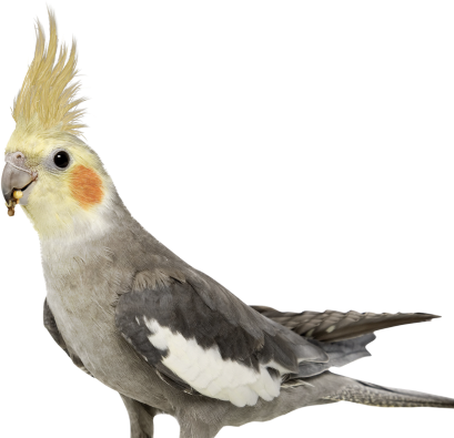 parrot-2