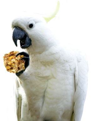 parrot-2