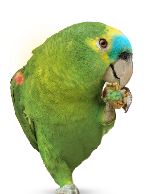 parrot-1