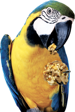 parrot-1