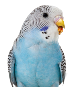 parrot-1