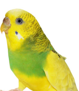 parrot-2