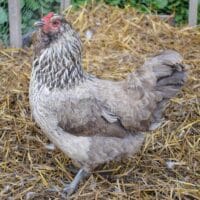 Ameraucana chicken walking on hay