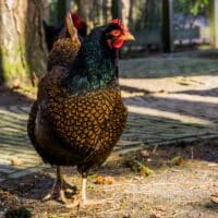 Barnevelder chicken walking on ground