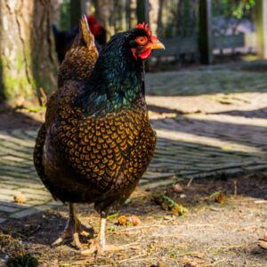 Barnevelder chicken walking on ground