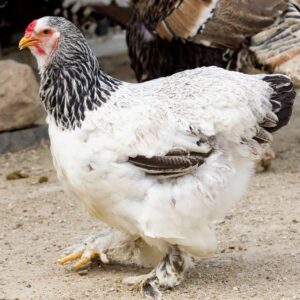 Brahma chicken standing on ground