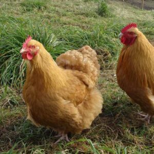 Orpington chicken walking across grass