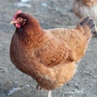 chicken standing on dirt