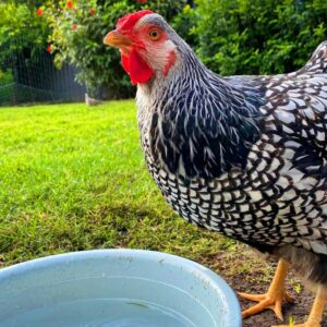 chicken standing on grass outside by blue pan of water