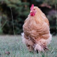 Cochin chicken walking in grass