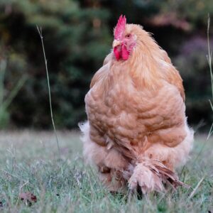 Cochin chicken walking in grass