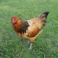 Easter Egger chicken standing in grass