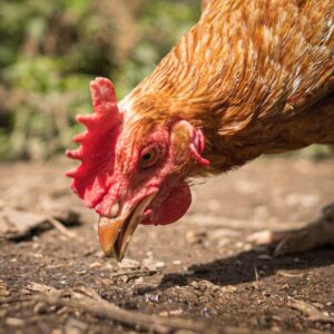 close up of a chicken foraging on the ground
