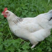 Sussex chicken standing on grass