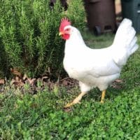 Leghorn chicken walking across grass