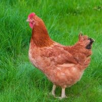 New Hampshire Red chicken standing in grass