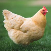 Orpington chicken standing in grass