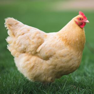 Orpington chicken standing in grass