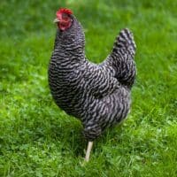 Plymouth Rock chicken walking across grass