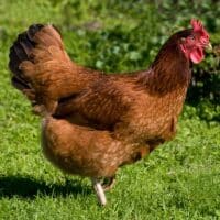 Rhode Island Red chicken standing in grass