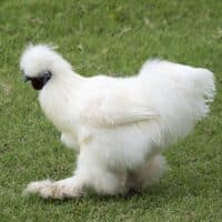 Silkie chicken walking across grass