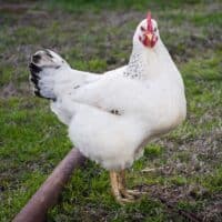 Sussex chicken standing on grass