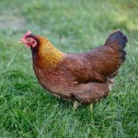 Welsummer chicken standing in grass