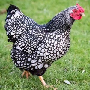 Wyandotte chicken walking on grass