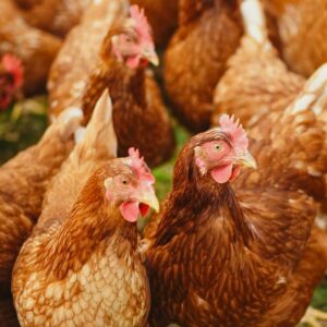 group of red chickens standing