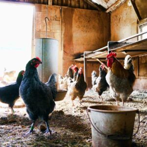chickens in a coop
