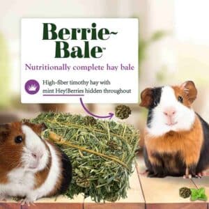 Berrie Bale-Guinea Pig LS